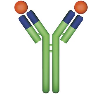 HGH protein