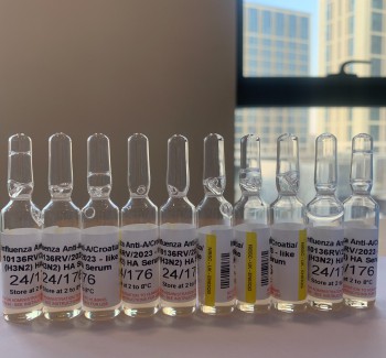 Influenza Anti-A/Croatia/10136RV/2023 - like (H3N2) HA Serum 24/176