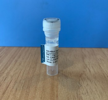 Anti-HBoV monoclonal antibody，CABT-B346